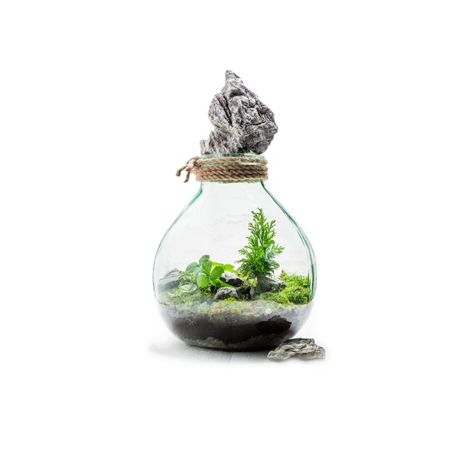 Jar of green plants